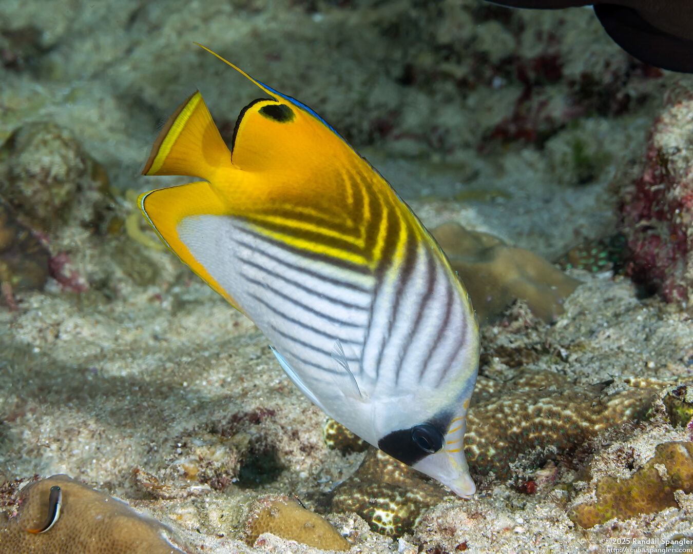 Chaetodon auriga (Threadfin Butterflyfish)