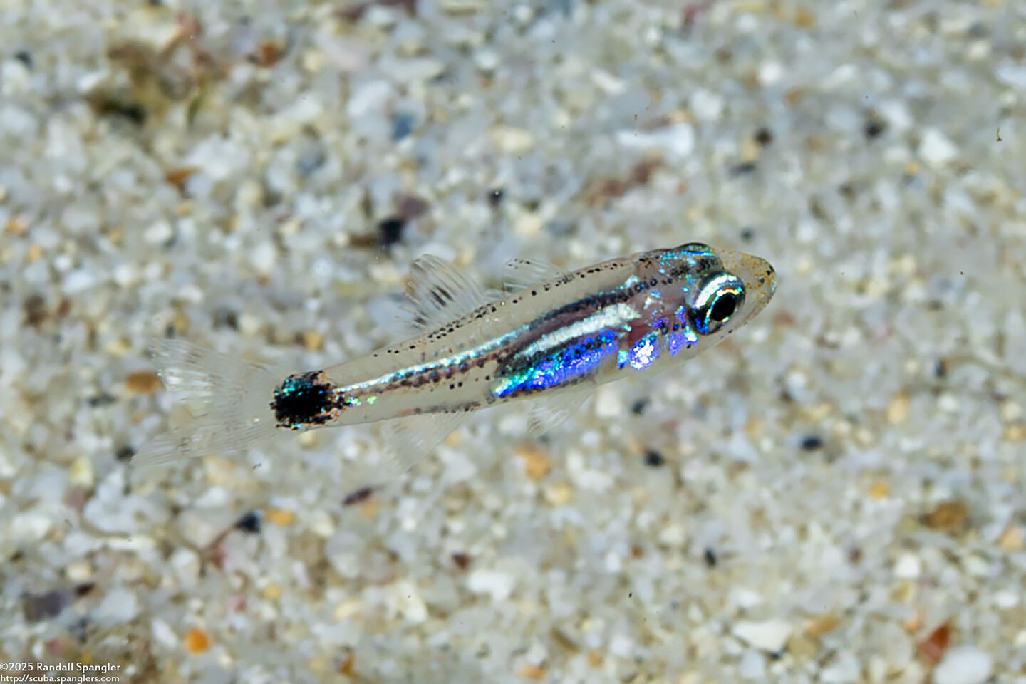 Cheilodipterus quinquelineatus (Fivelined Cardinalfish); Small juvenile
