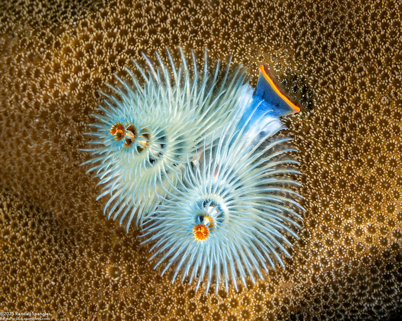 Spirobranchus sp.1 (Christmas Tree Worm)