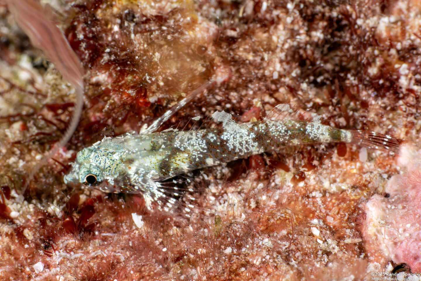 Enneapterygius tutuilae (High-Hat Triplefin)