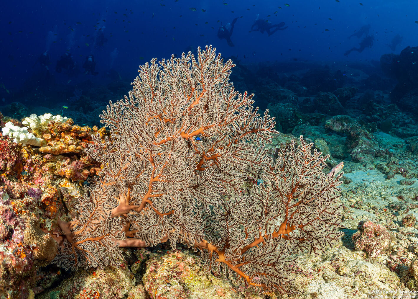 Siphonogorgia sp.1 (Siphonogorgia sp.1)