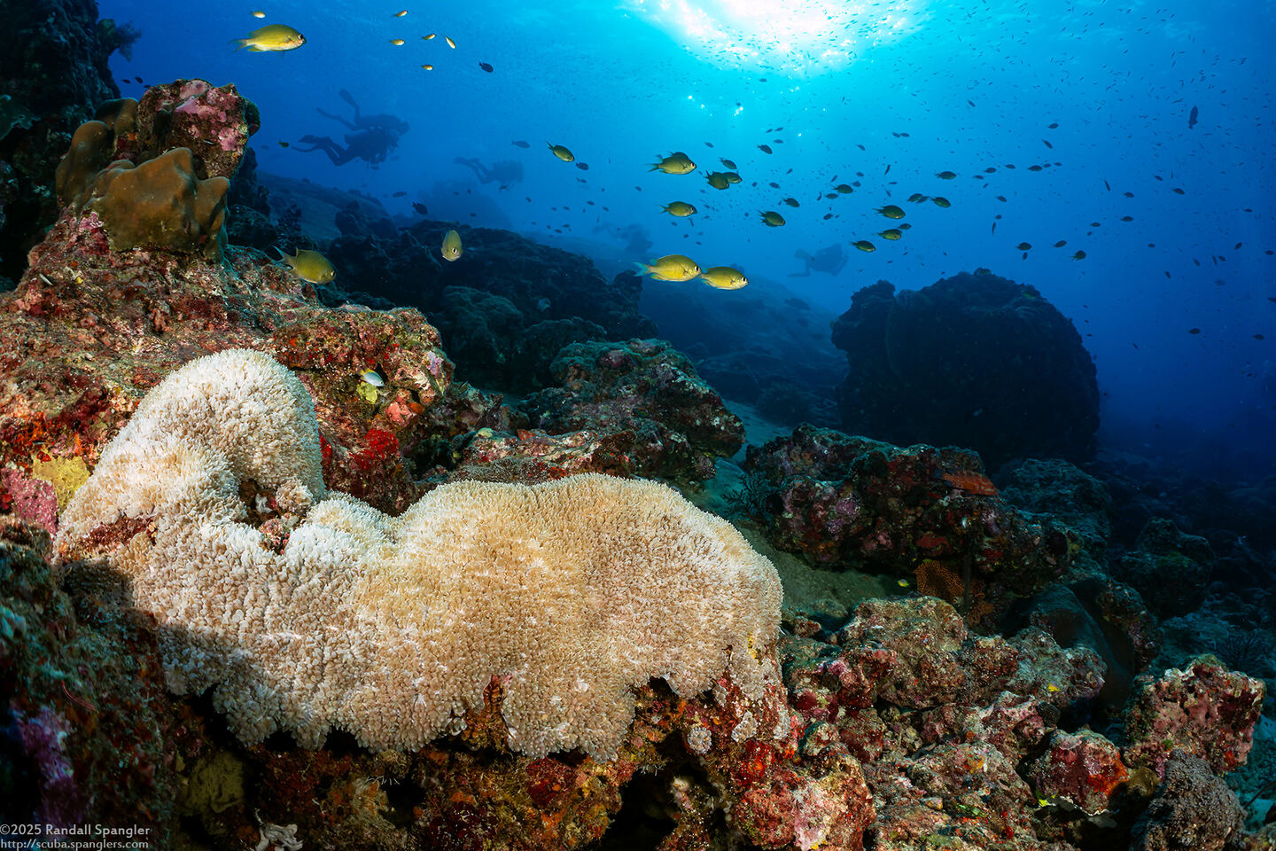 Physogyra lichtensteini (Grape Coral)