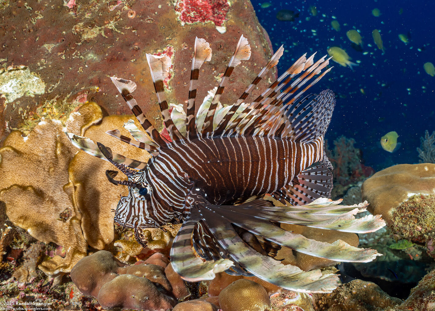 Pterois miles (Indian Lionfish)
