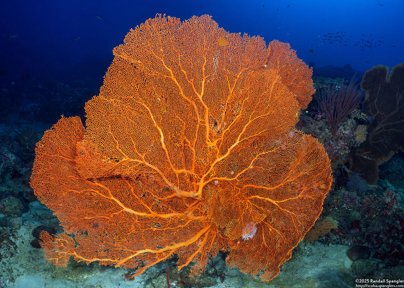 Annella mollis (Giant Sea Fan)