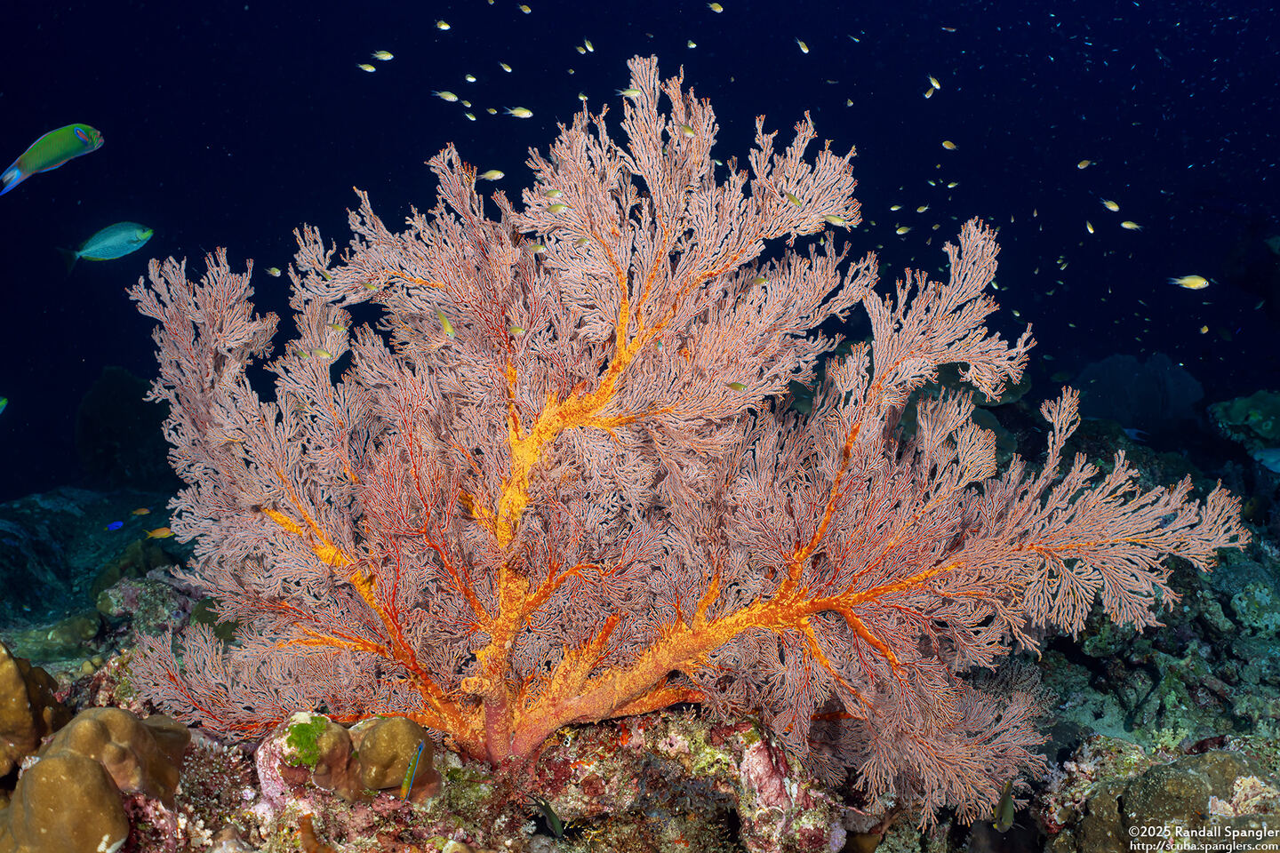 Melithaea sp.1 (Melithaea sp.1)