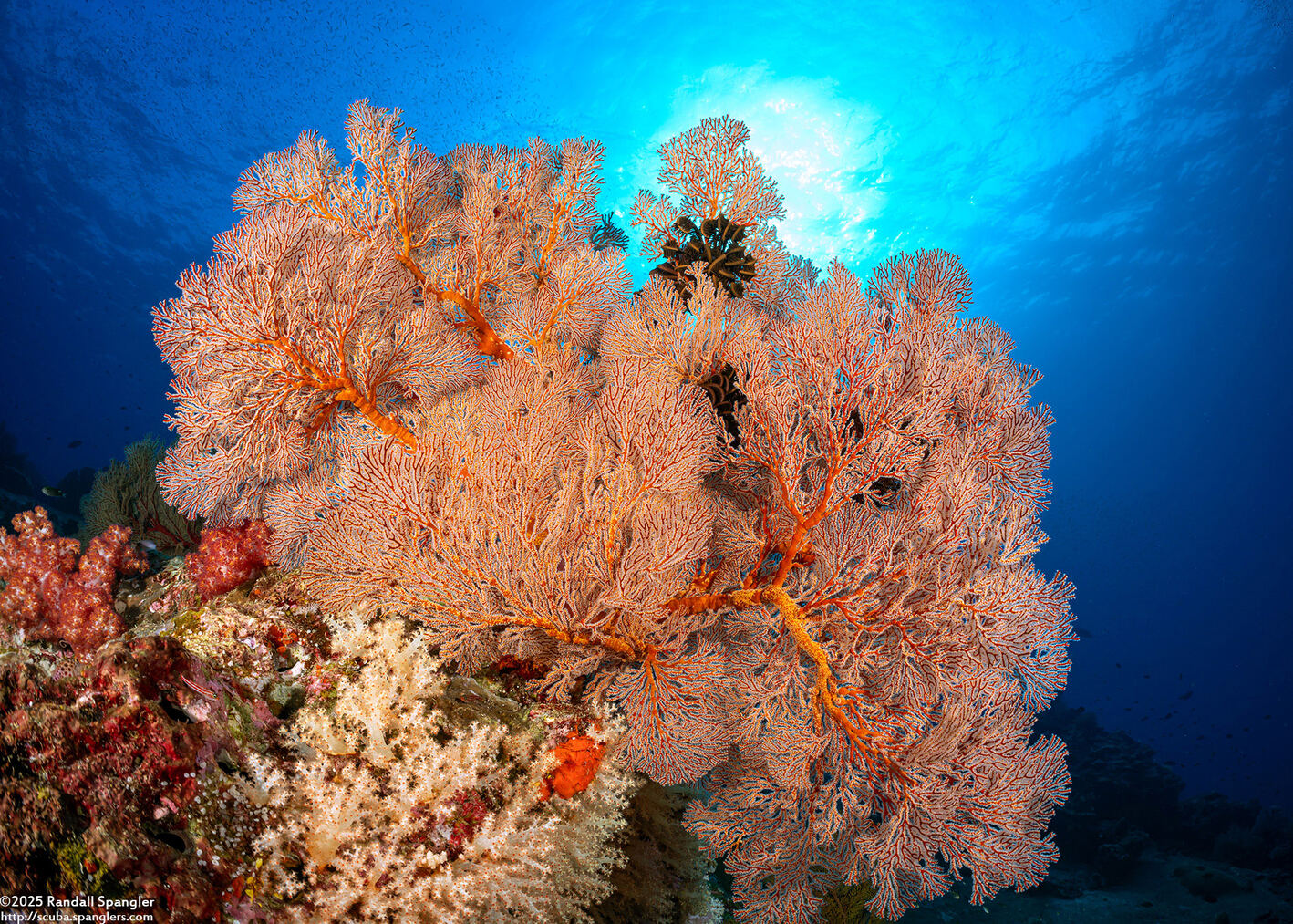 Melithaea sp.1 (Melithaea sp.1)