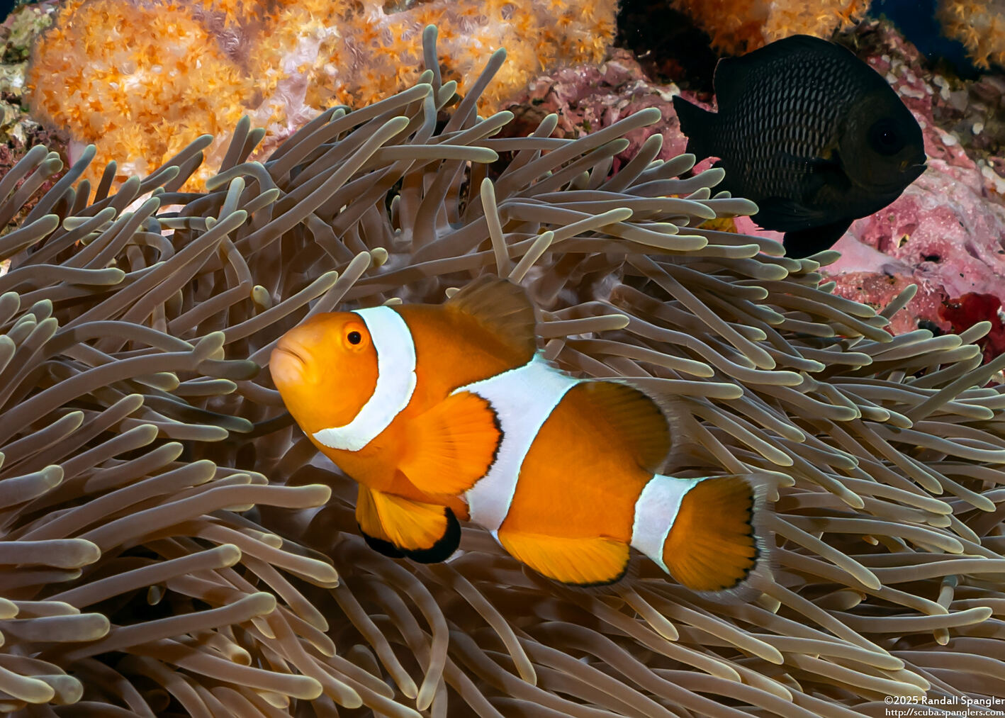 Amphiprion ocellaris (False Clown Anemonefish)