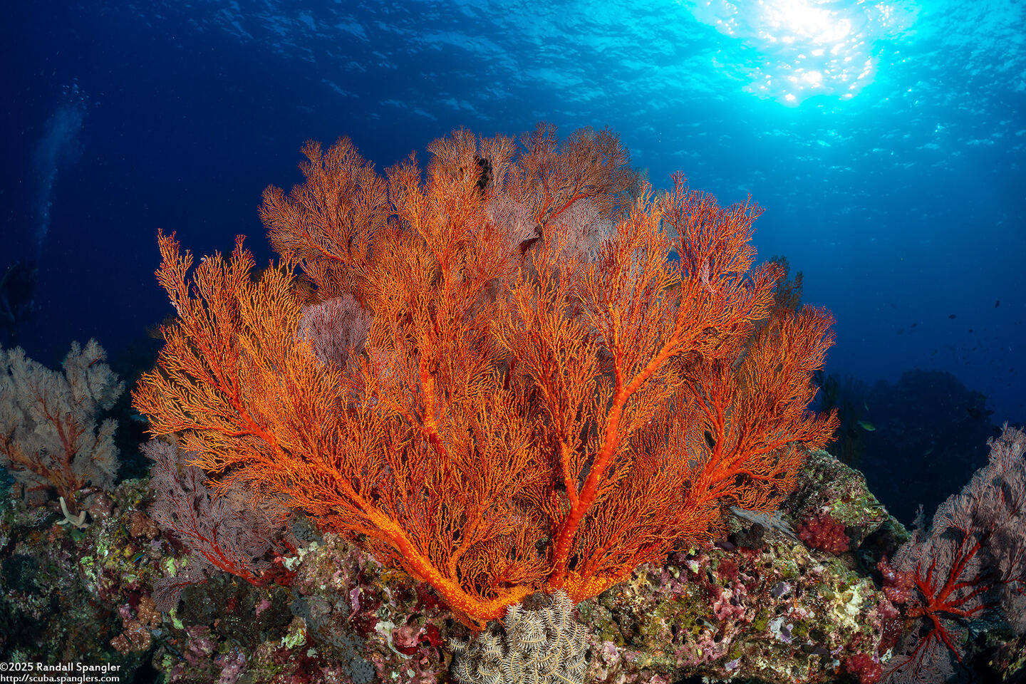 Melithaea sp.1 (Melithaea sp.1)