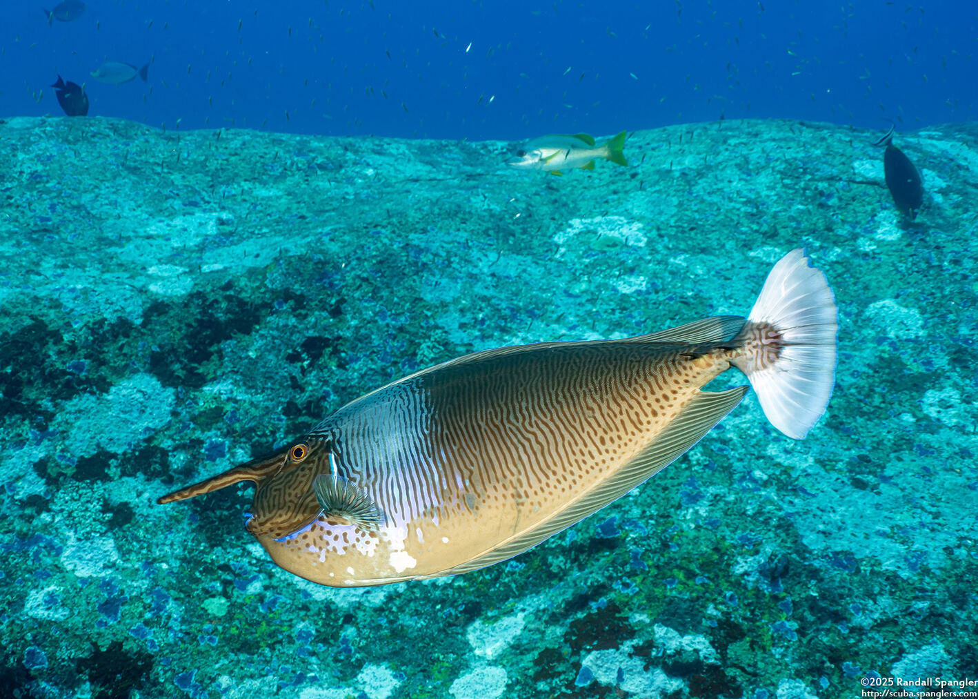 Naso brevirostris (Paletail Unicornfish)