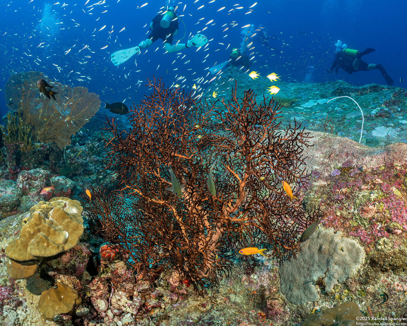 Melithaea sp.2 (Knotted Fan Coral)
