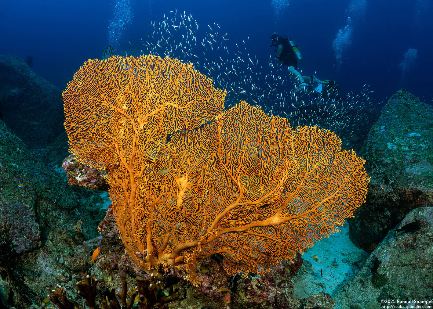 Annella mollis (Giant Sea Fan)