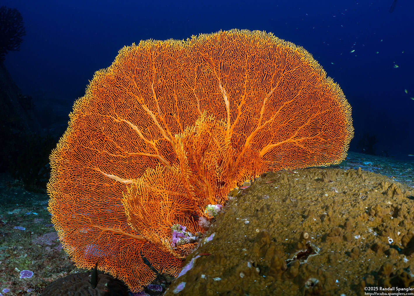 Annella mollis (Giant Sea Fan)