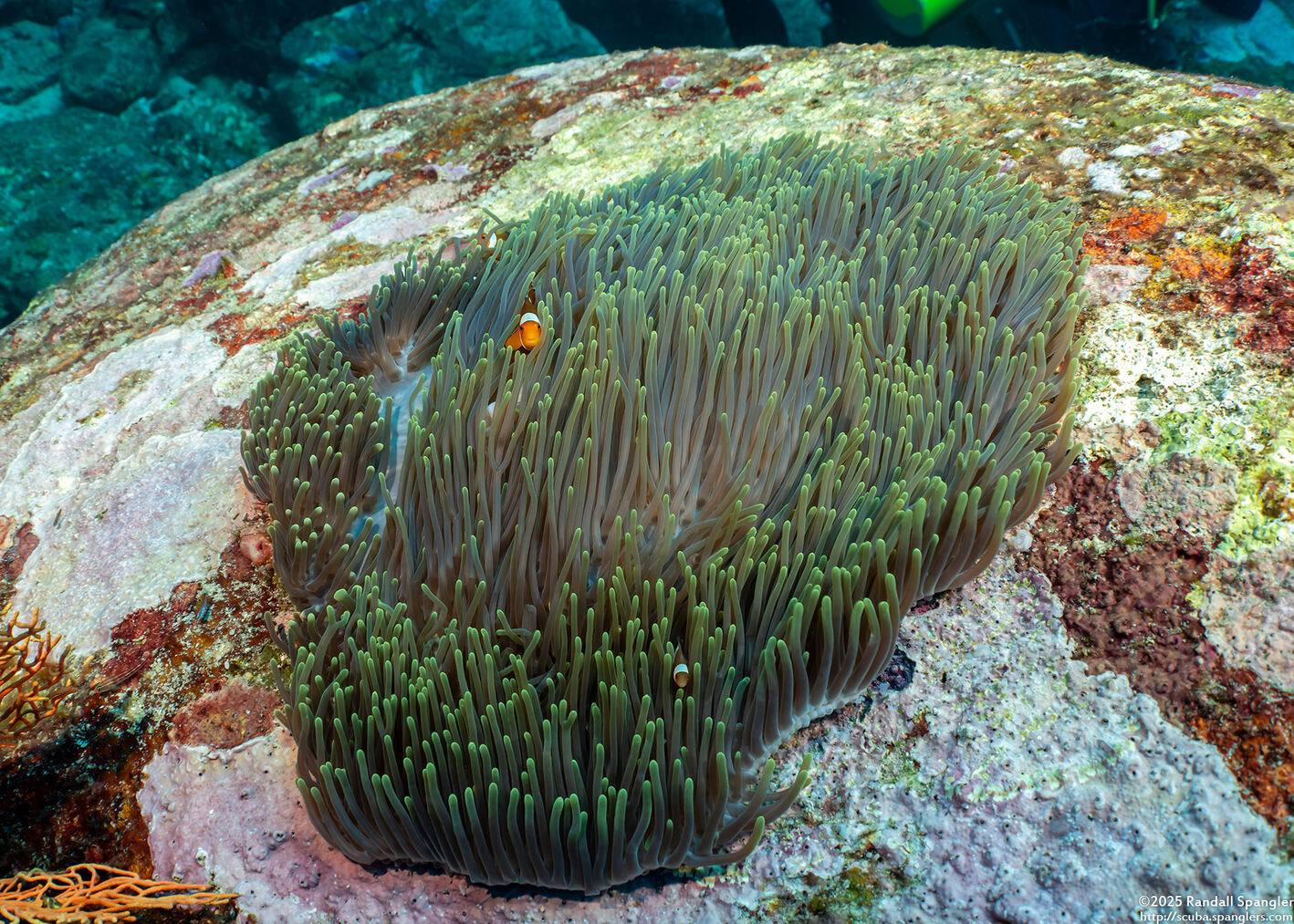 Heteractis magnifica (Magnificent Sea Anemone)
