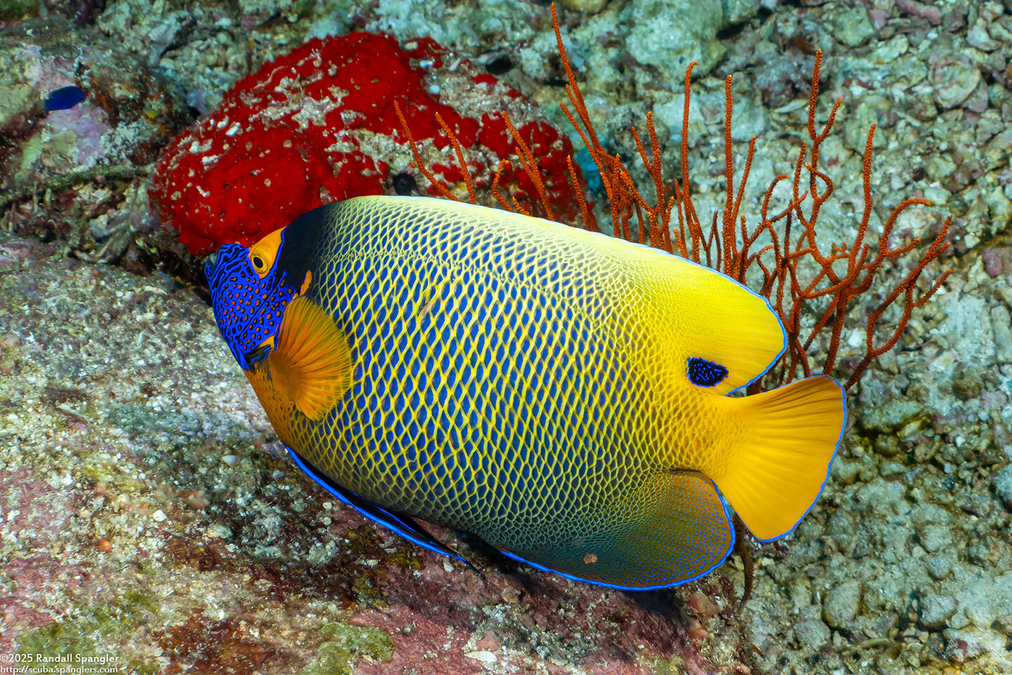 Pomacanthus xanthometopon (Yellow-Mask Angelfish)