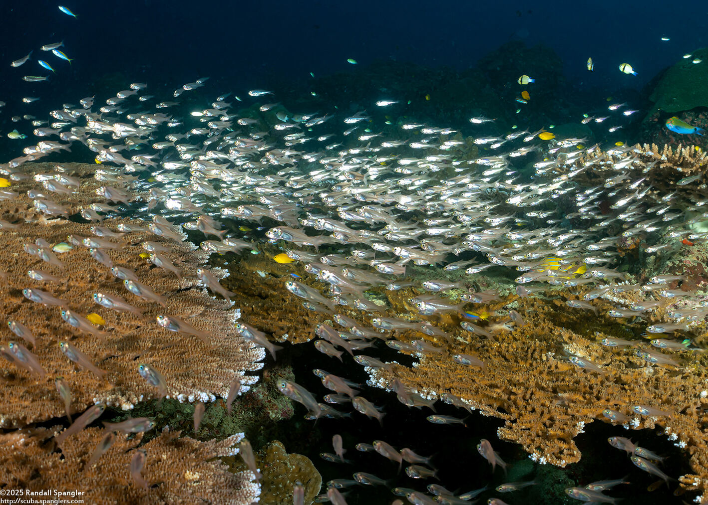 Verulux cypselurus (Black-Nosed Cardinalfish)