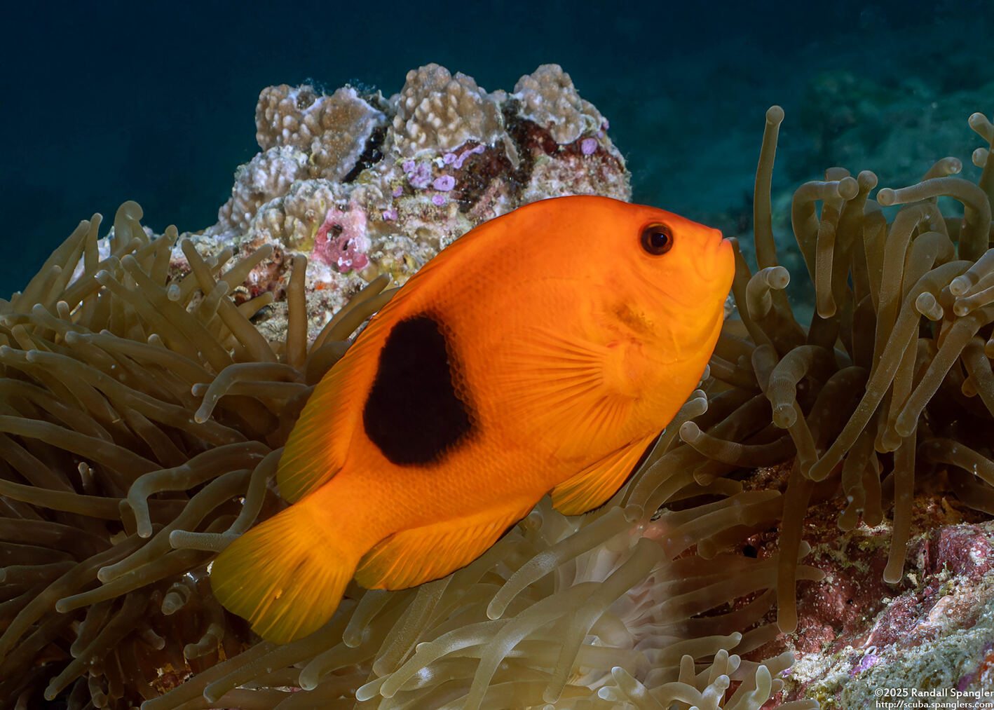Amphiprion ephippium (Red Saddleback Anemonefish)