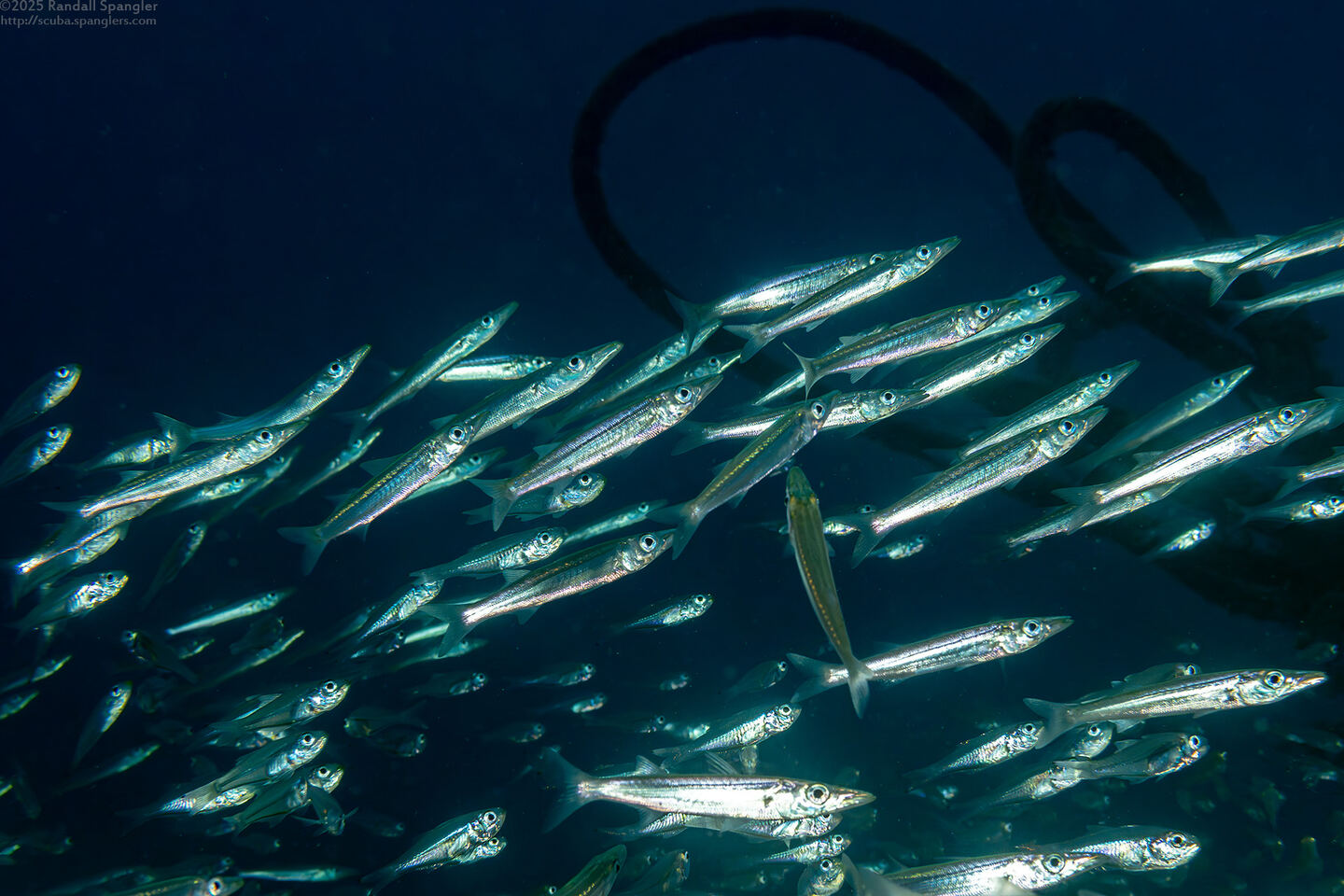 Sphyraena sp.1 (Juvenile Barracuda)
