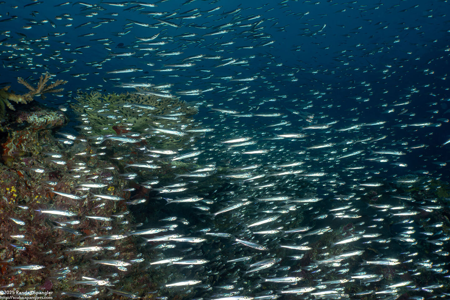 Sphyraena sp.1 (Juvenile Barracuda)