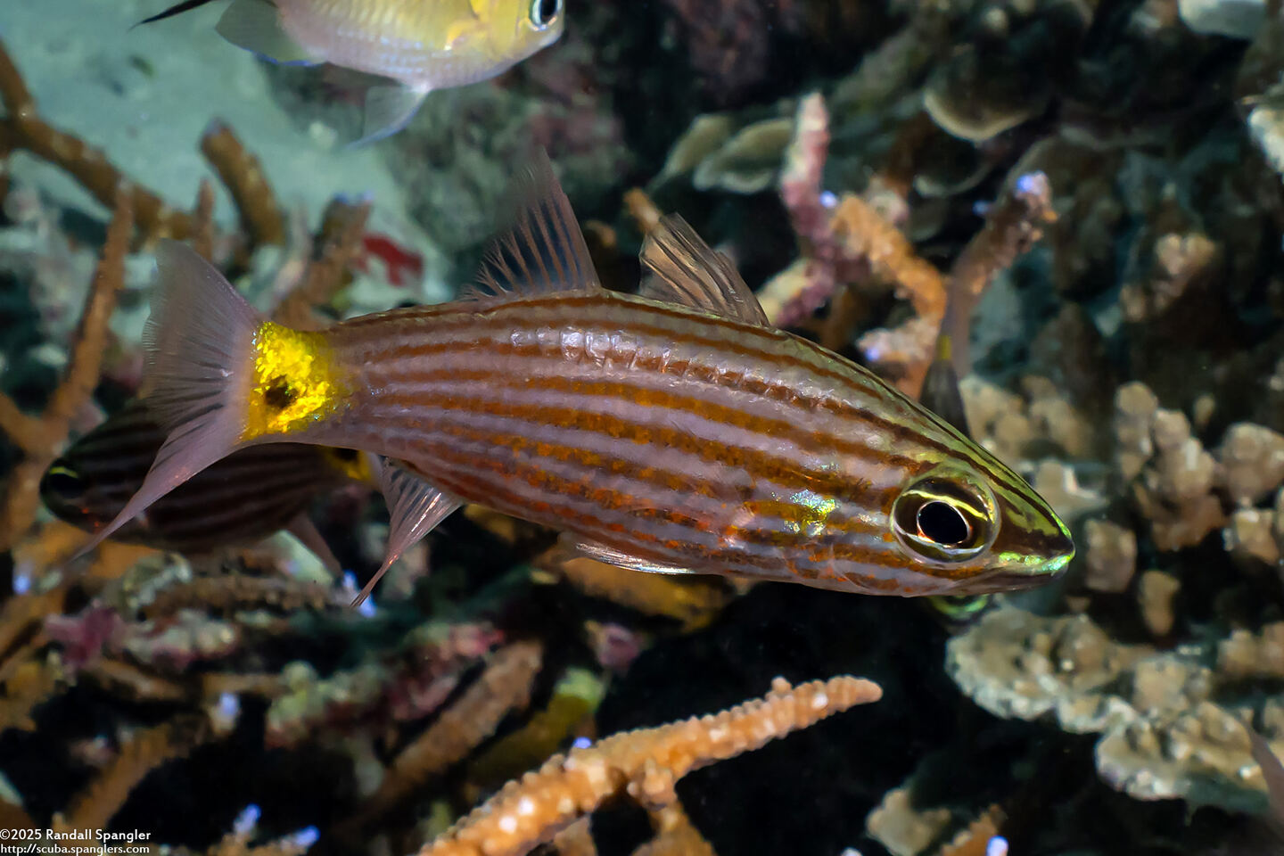 Cheilodipterus artus (Wolf Cardinalfish)