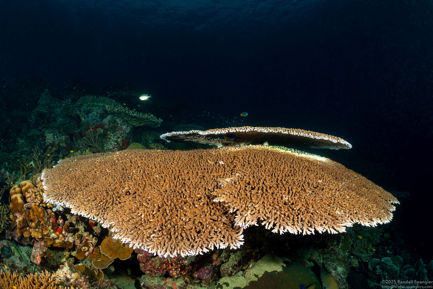 Acropora cytherea (Table Coral)