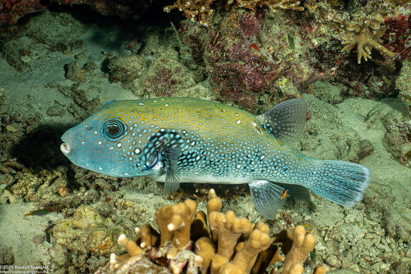Arothron caeruleopunctatus (Blue-Spotted Puffer)