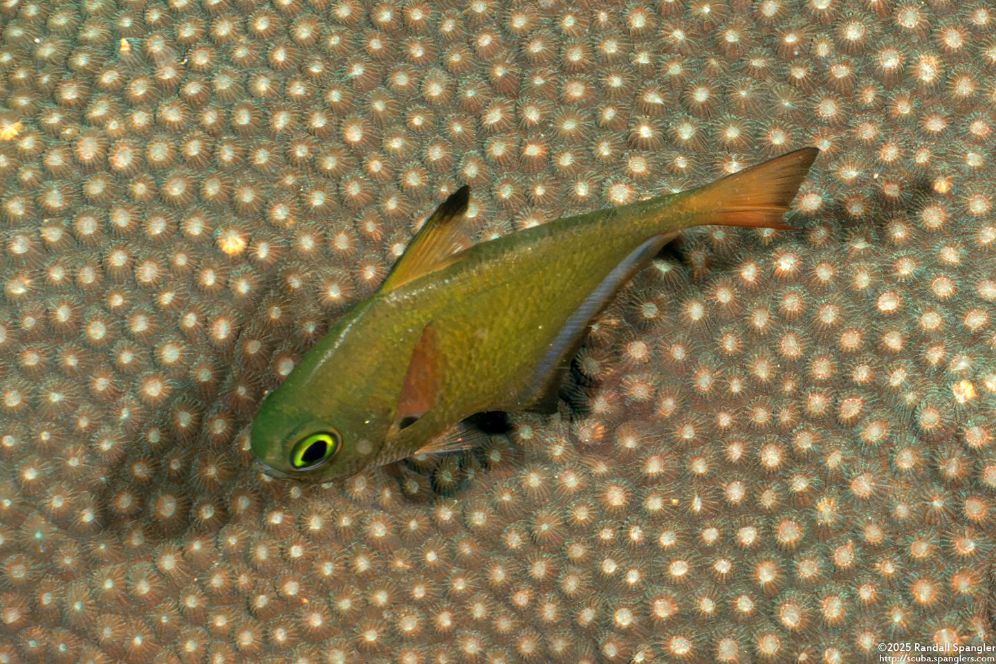 Pempheris oualensis (Copper Sweeper)