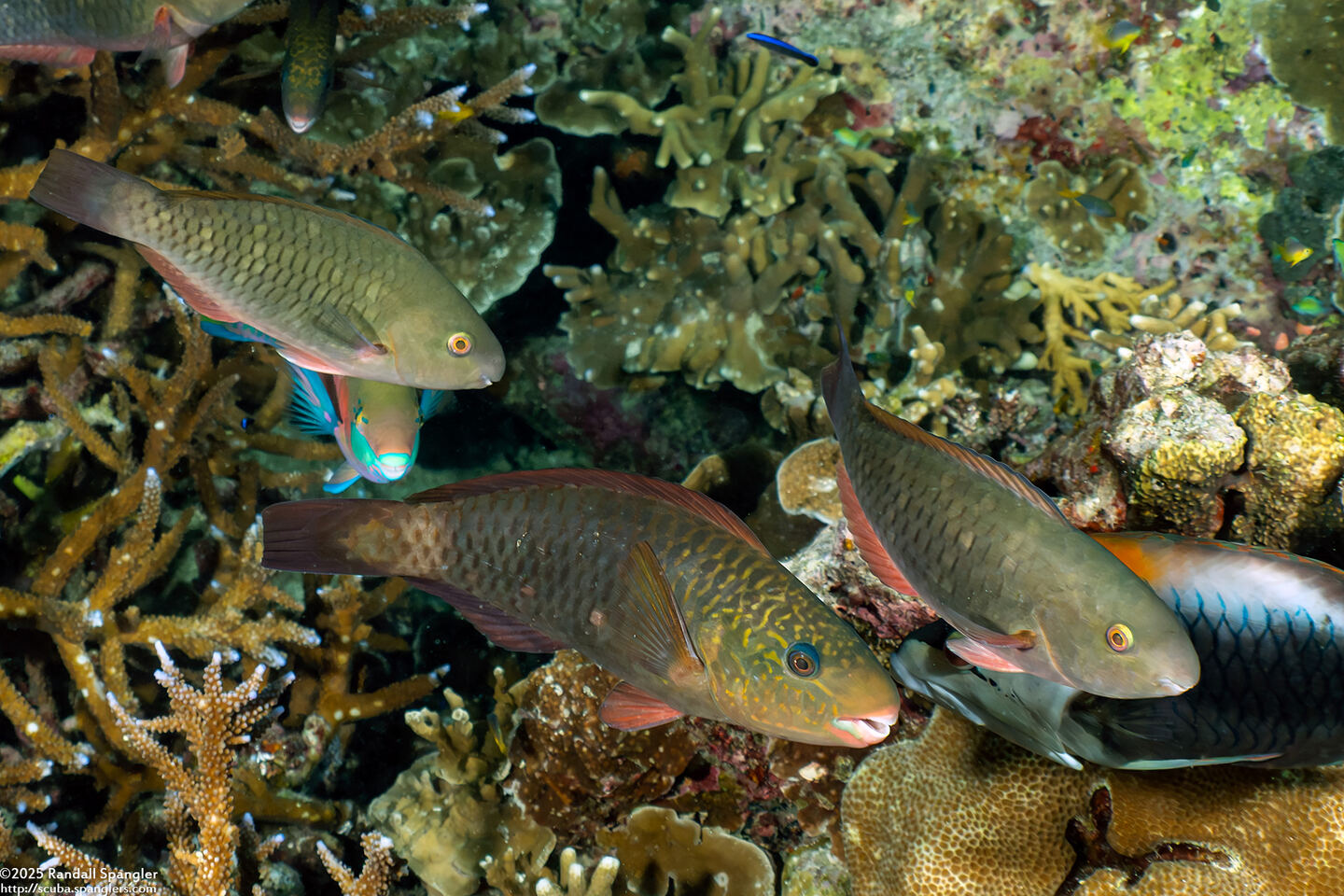 Chlorurus sordidus (Daisy Parrotfish)