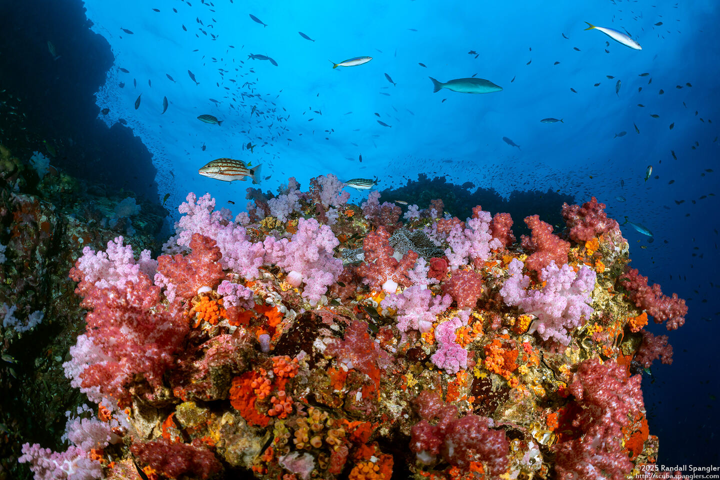 Dendronephthya sp.1 (Dendronephthya)