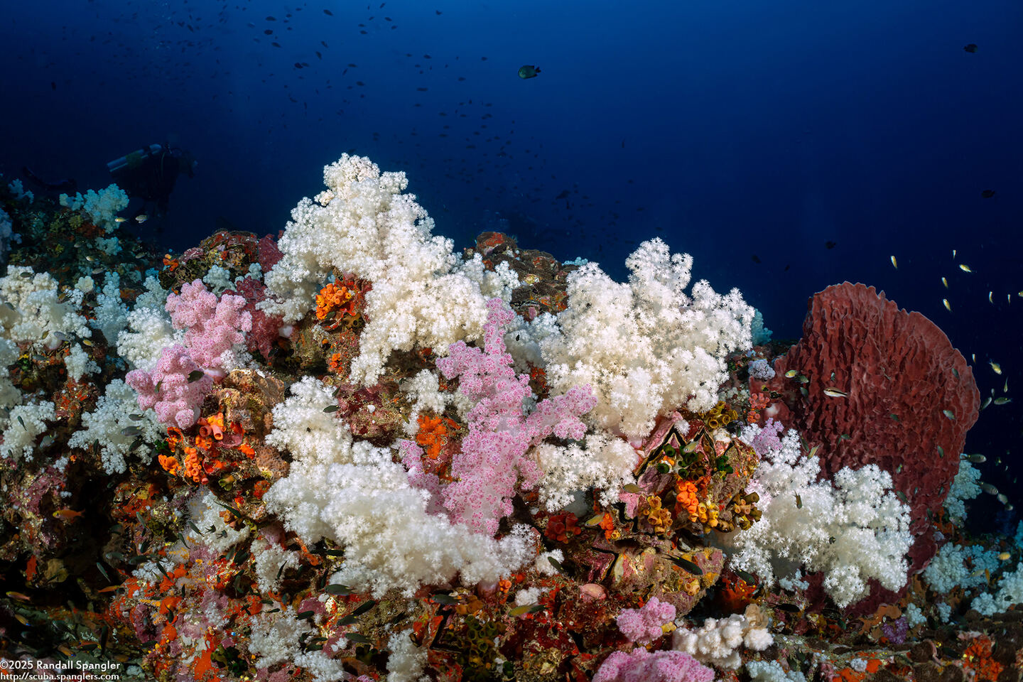 Dendronephthya sp.1 (Dendronephthya)