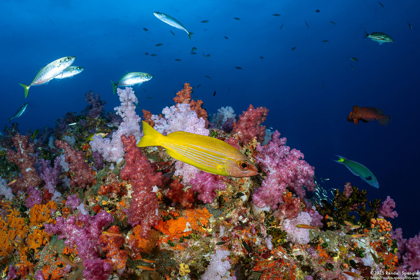 Lutjanus lutjanus (Bigeye Snapper)