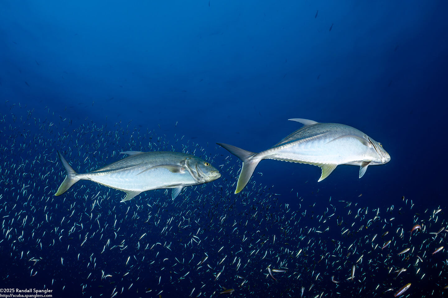 Caranx papuensis (Brassy Trevally)