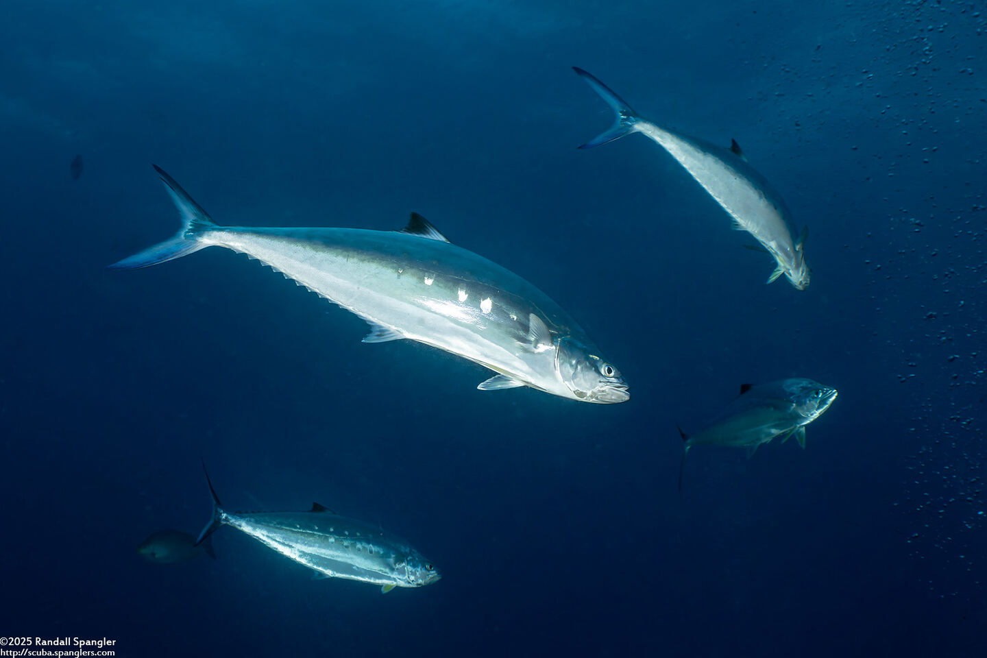 Scomberoides lysan (Double-Spotted Queenfish)