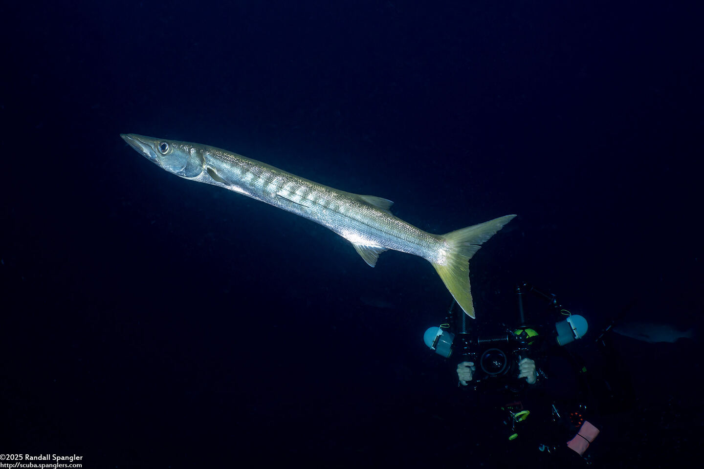 Sphyraena jello (Pickhandle Barracuda)