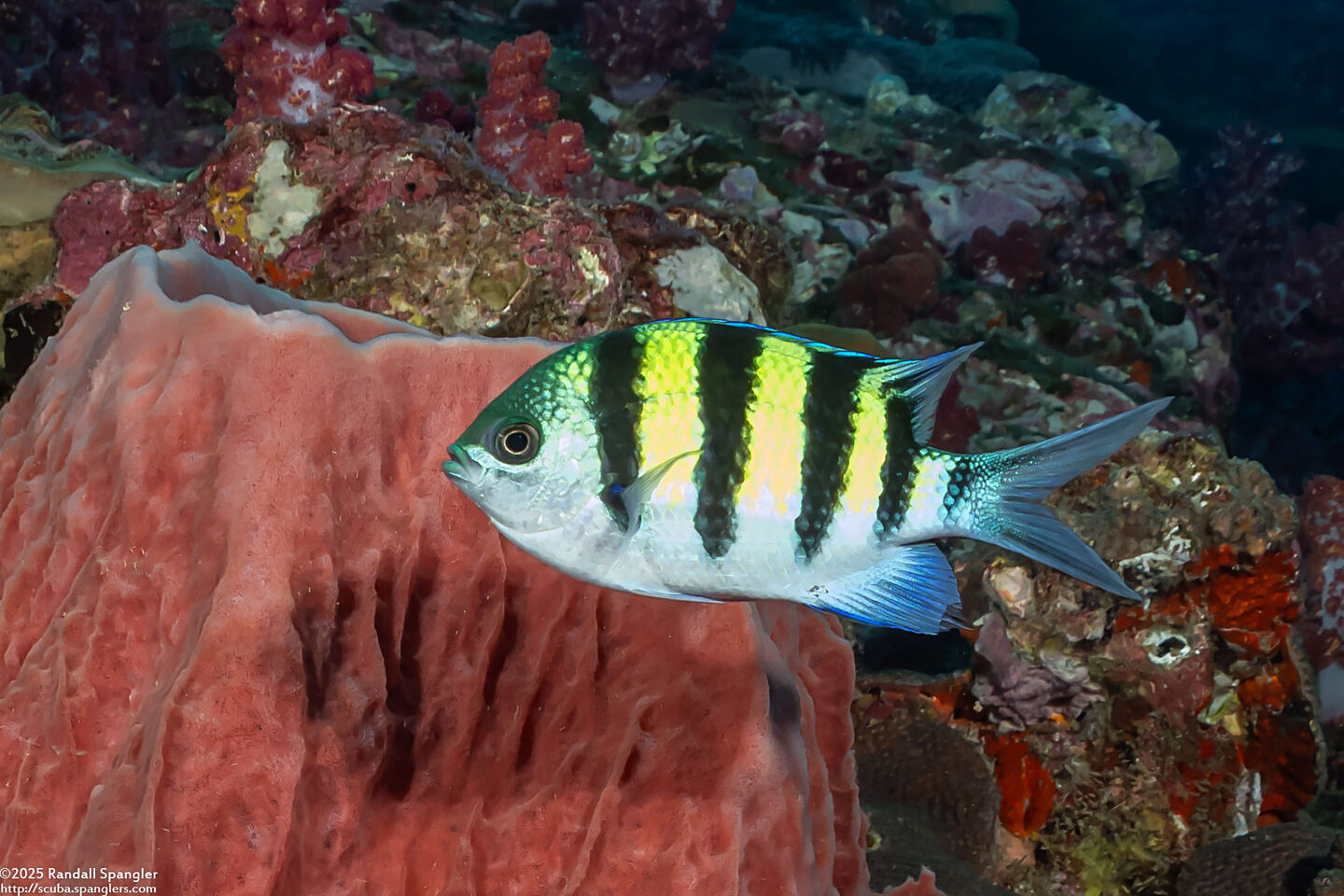 Abudefduf vaigiensis (Indo-Pacific Sergeant)