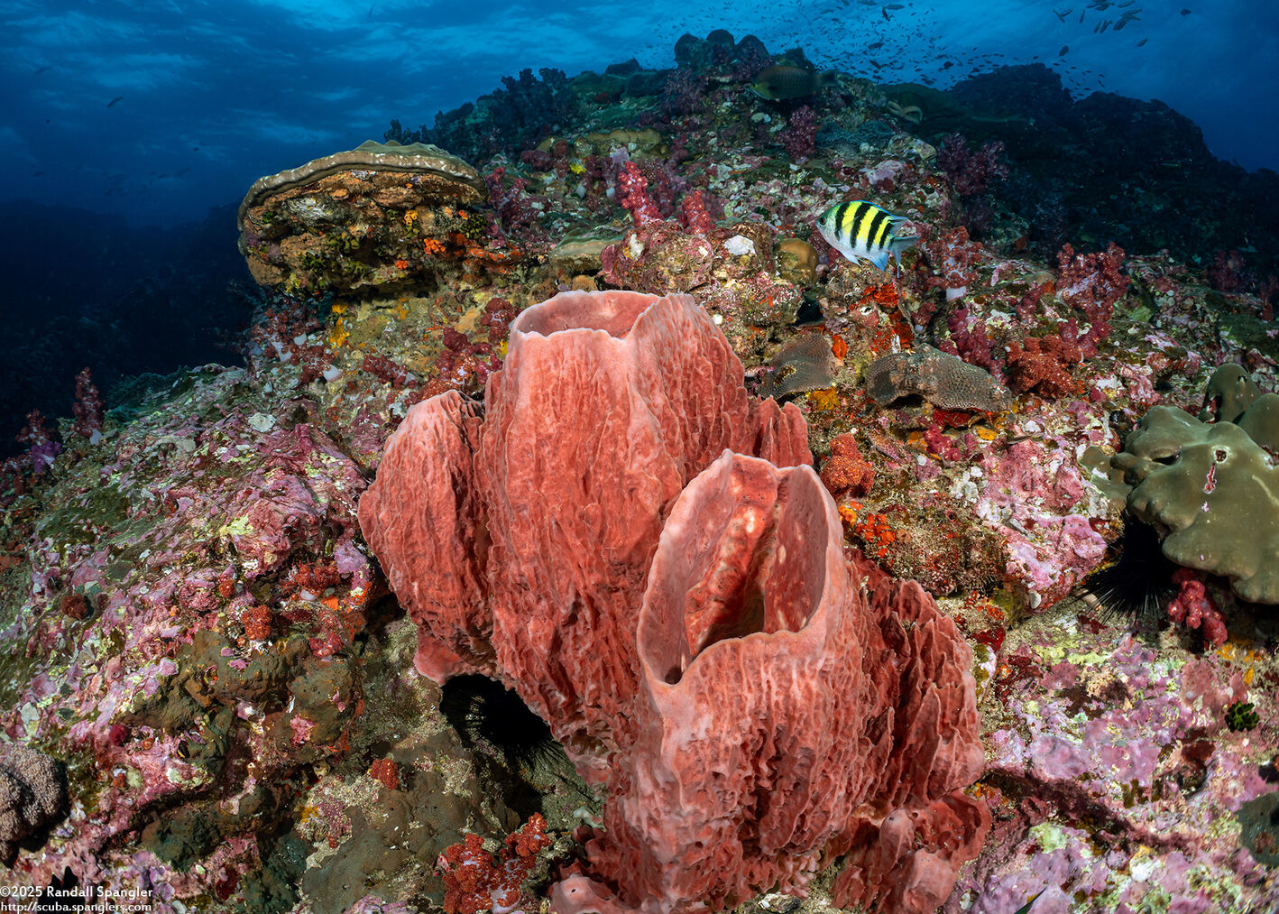 Xestospongia testudinaria (Barrel Sponge)