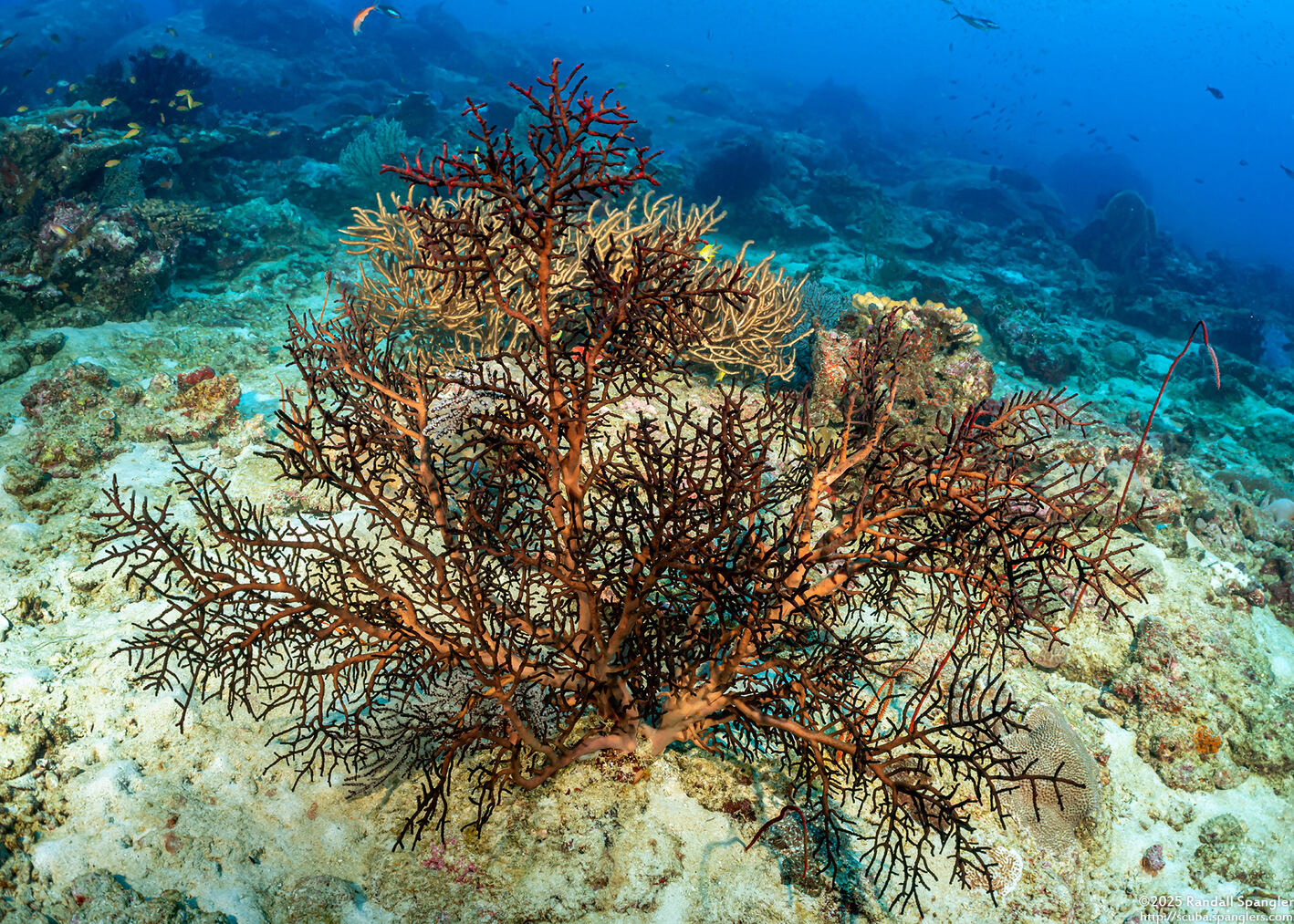 Melithaea sp.2 (Knotted Fan Coral)