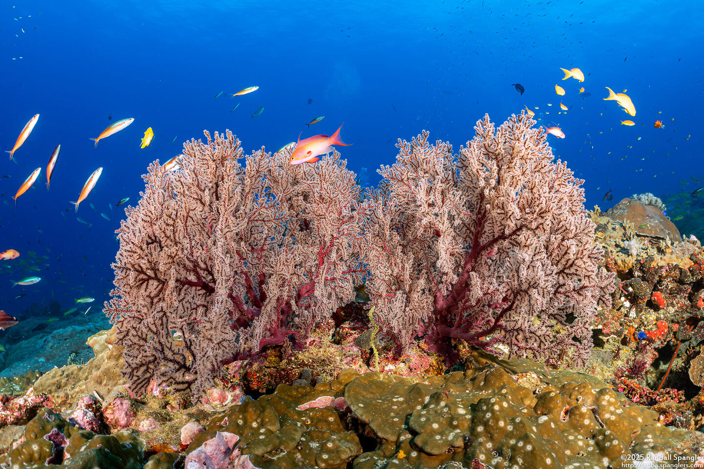 Siphonogorgia sp.1 (Siphonogorgia sp.1)