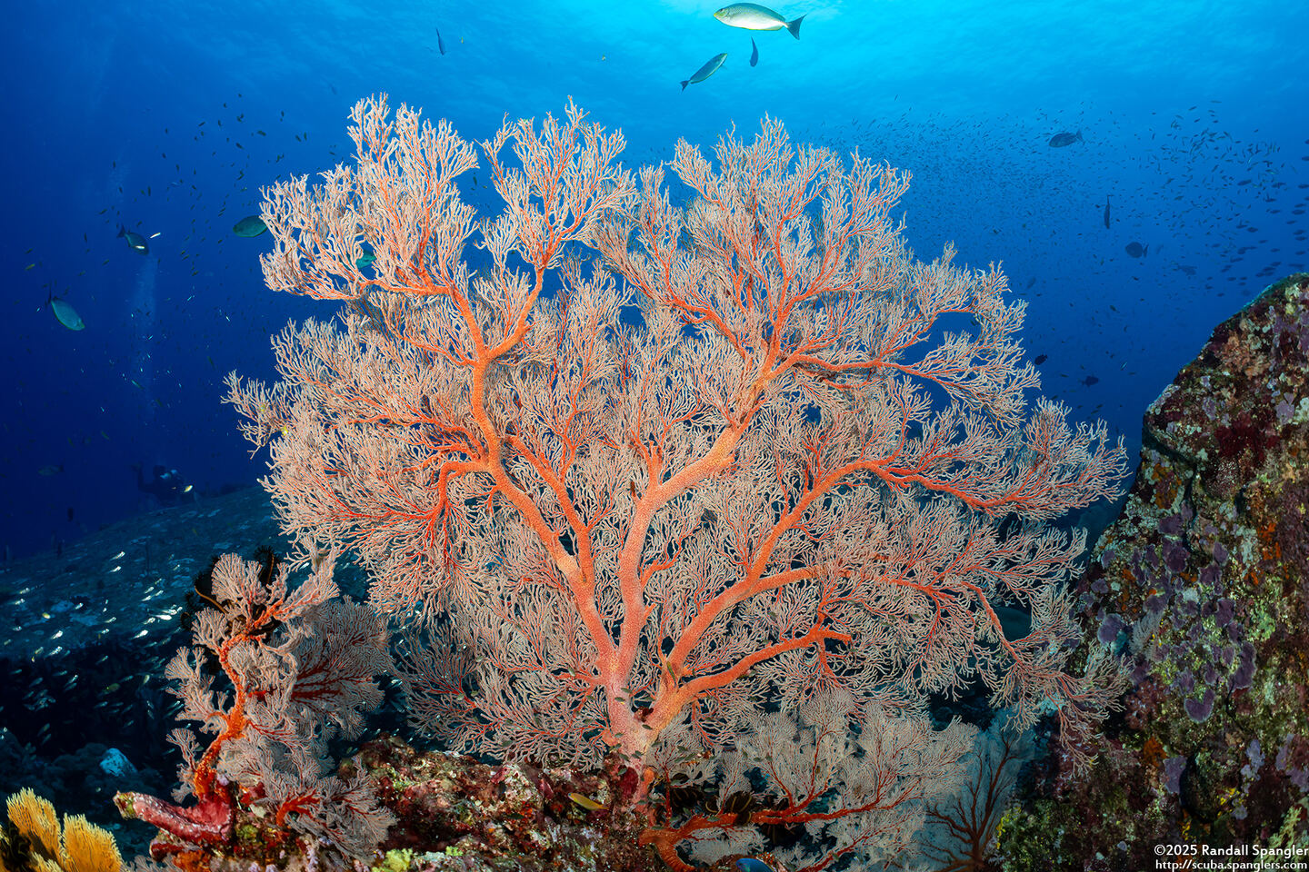 Melithaea sp.1 (Melithaea sp.1)