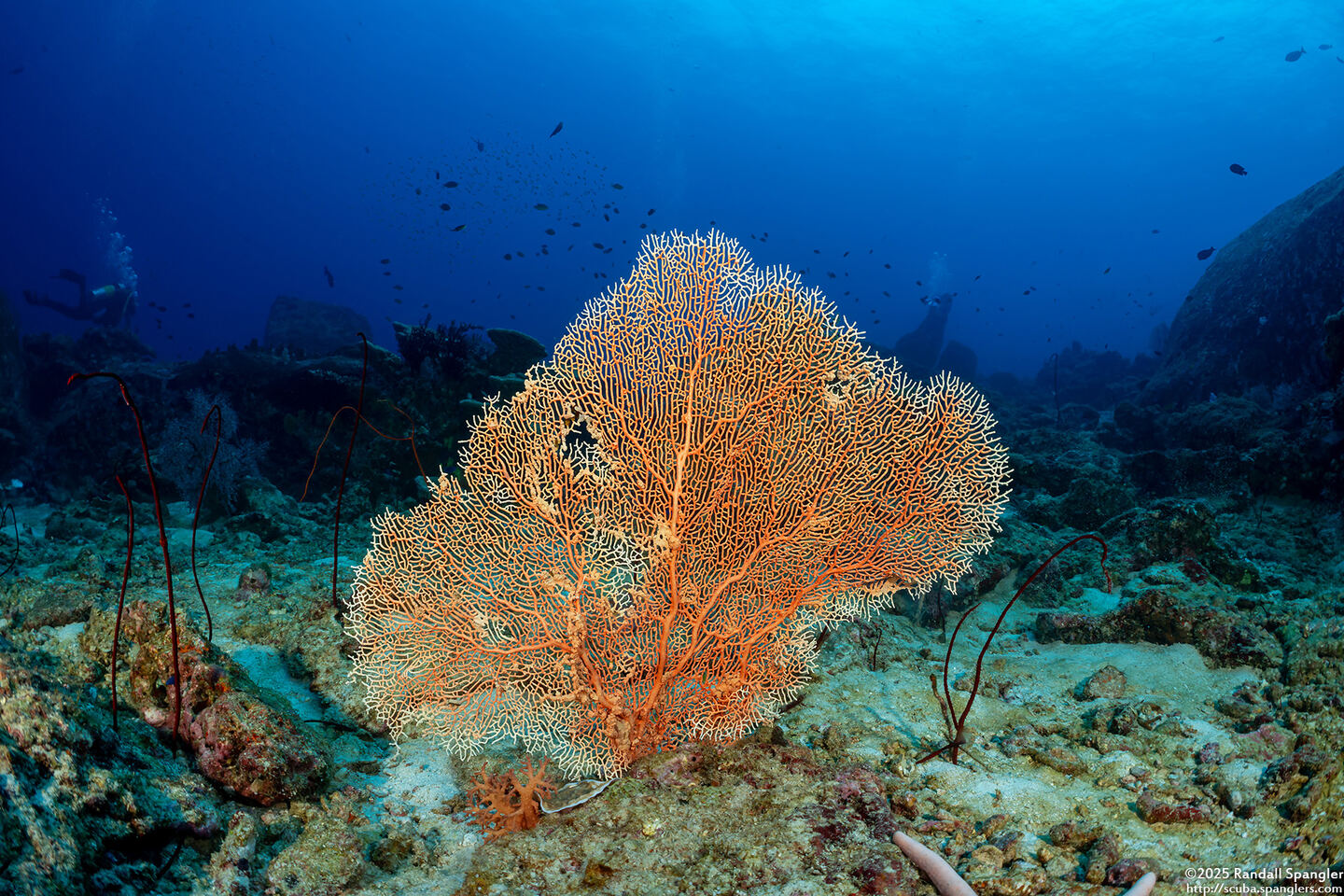 Annella mollis (Giant Sea Fan)