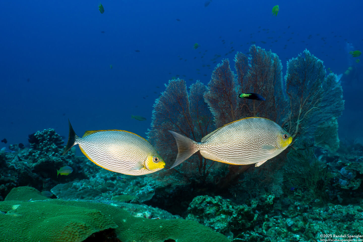 Siganus javus (Java Rabbitfish)