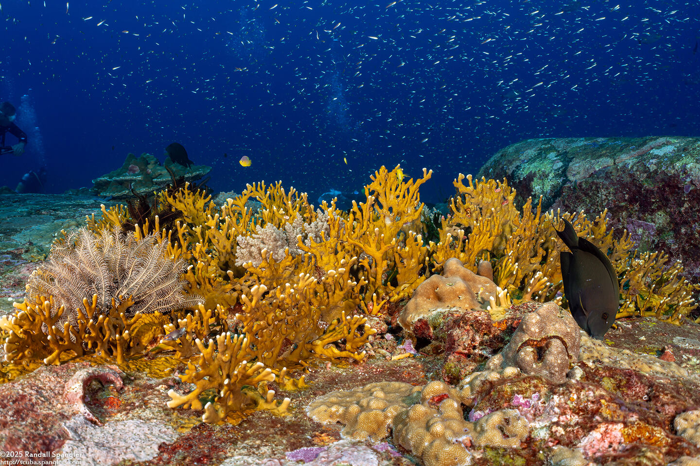 Millepora sp.1 (Encrusting Fire Coral)
