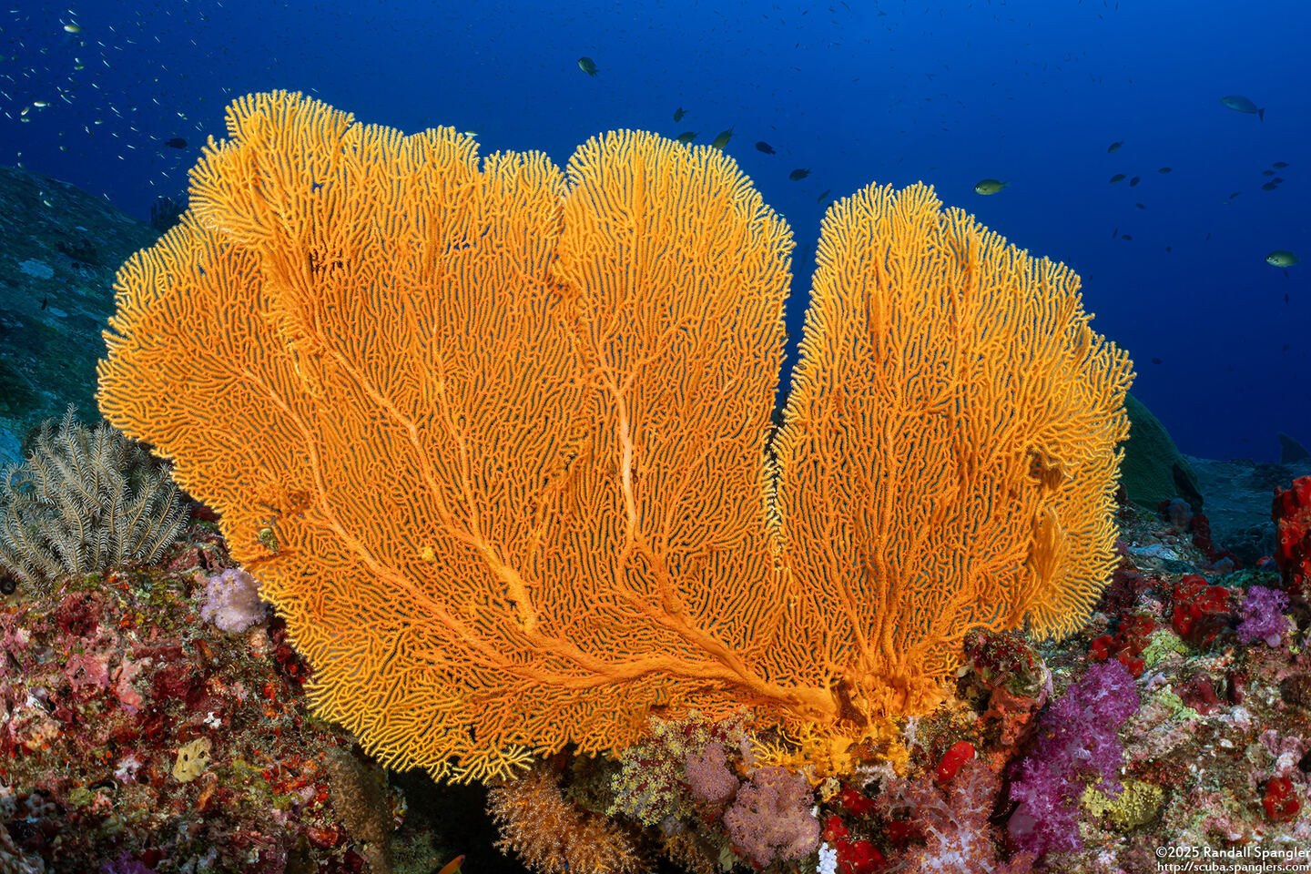 Annella mollis (Giant Sea Fan)