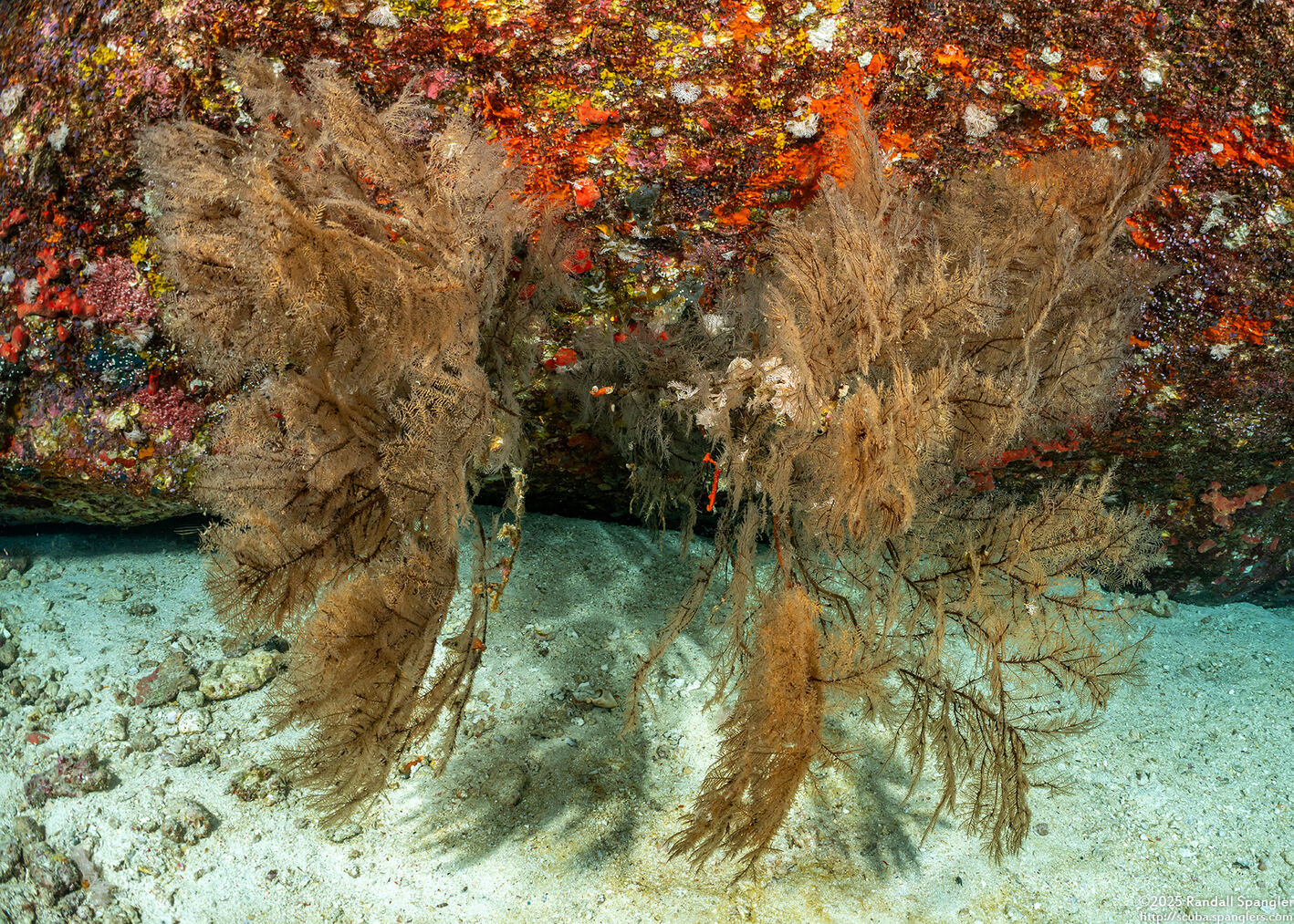 Myriopathes cf. myriophylla (Myriopathes cf. myriophylla)