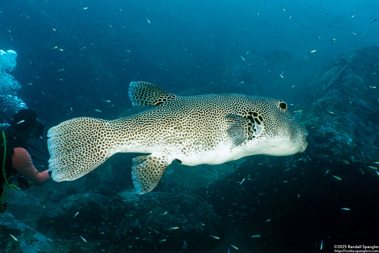 Arothron stellatus (Star Puffer)