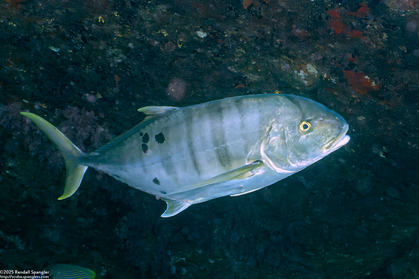 Gnathanodon speciosus (Golden Trevally)