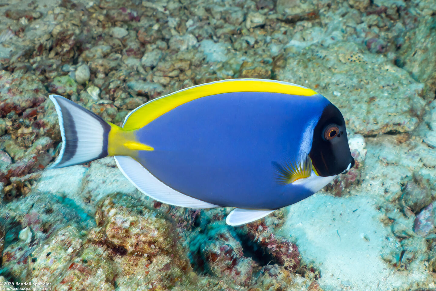 Acanthurus leucosternon (Powderblue Surgeonfish)