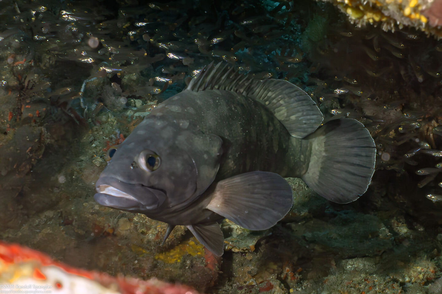 Epinephelus coeruleopunctatus (Whitespotted Grouper)