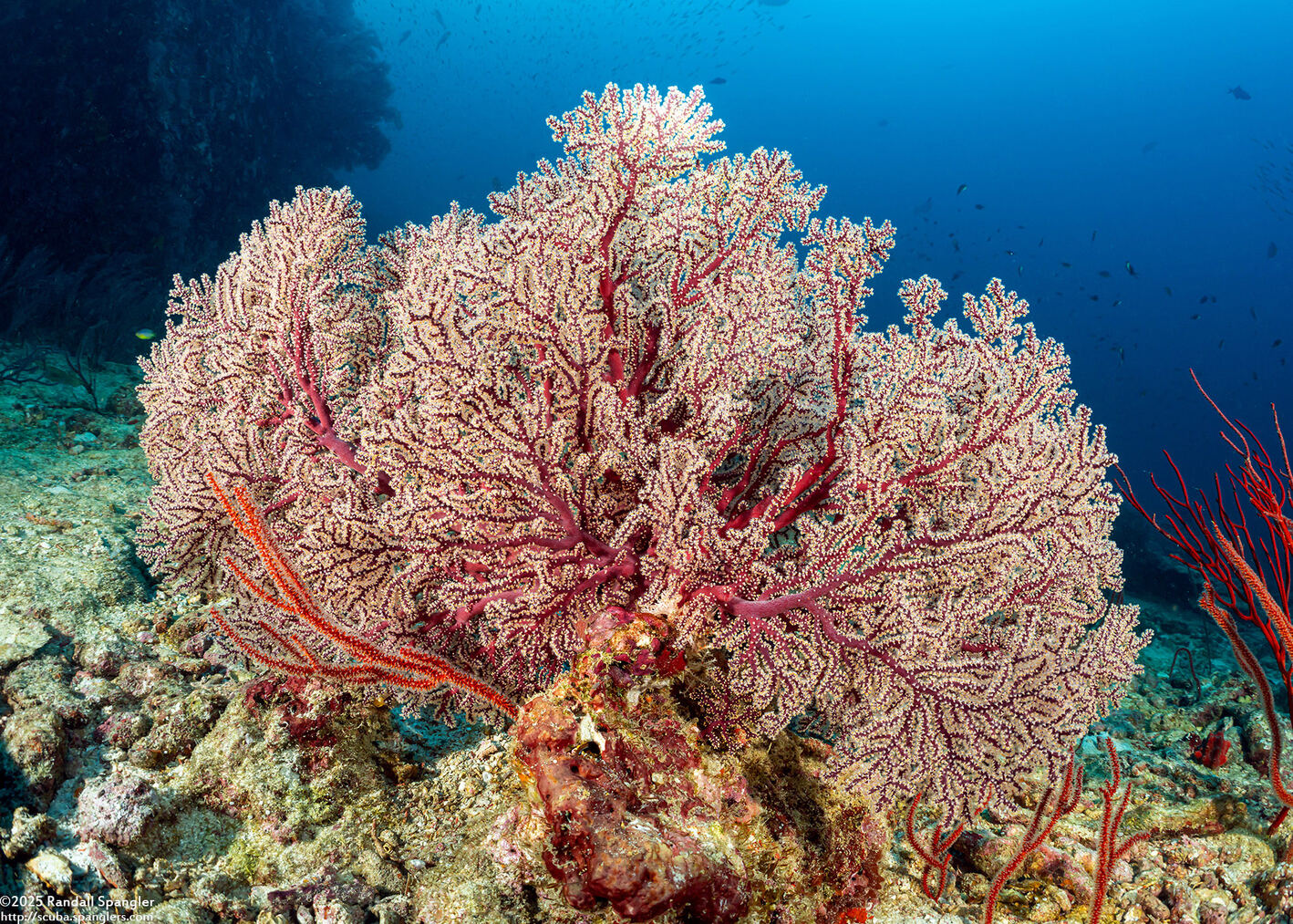 Siphonogorgia sp.1 (Siphonogorgia sp.1)