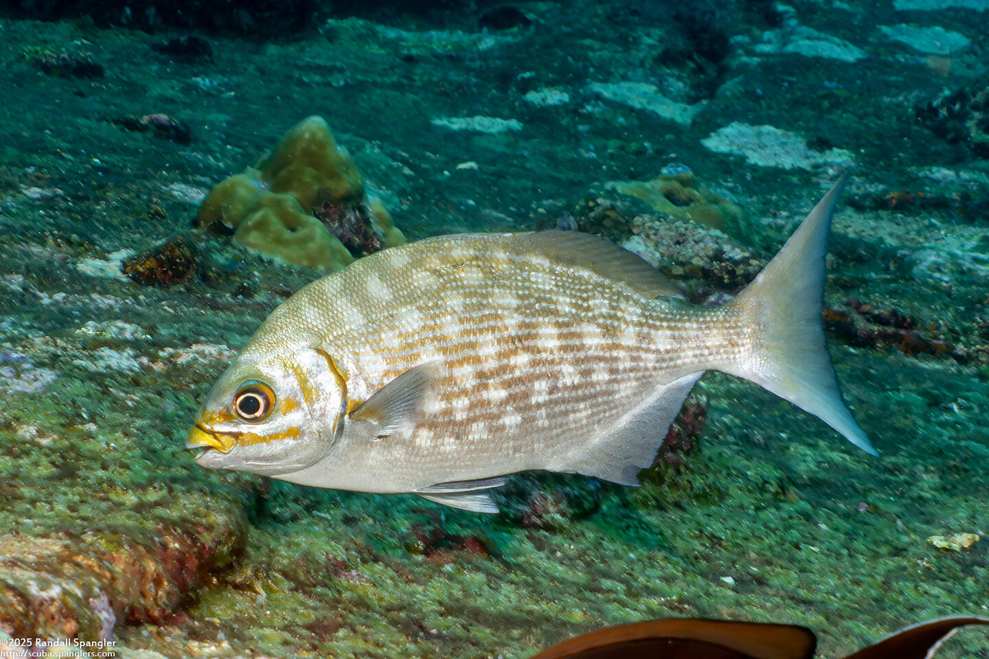 Kyphosus vaigiensis (Brassy Chub)