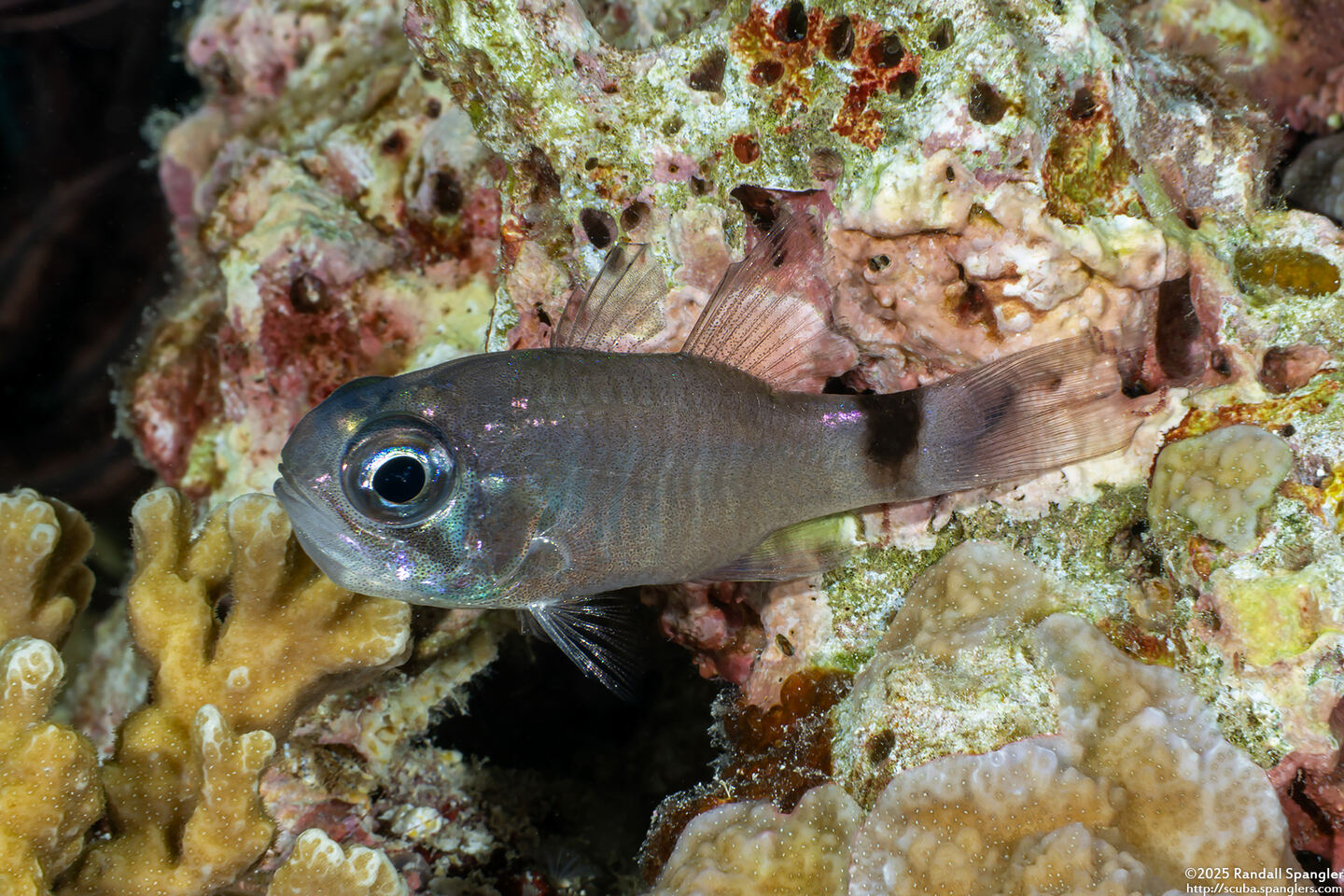 Nectamia bandanensis (Banda Cardinalfish)